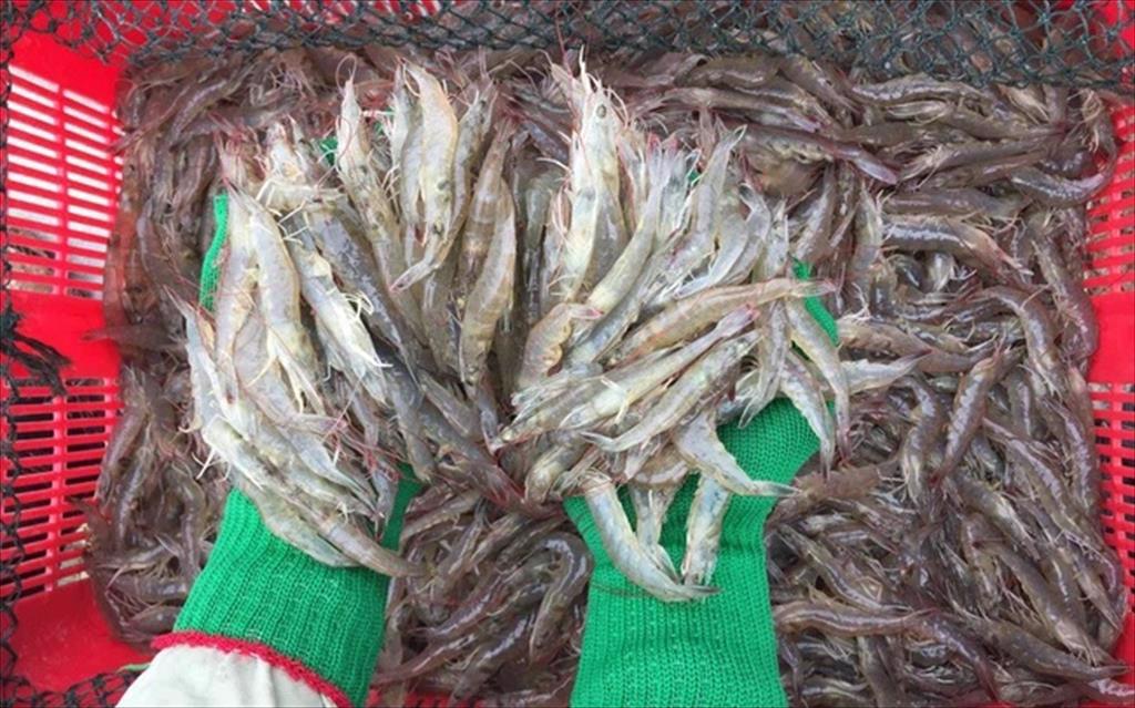 Ngành tôm hấp dẫn đầu tư từ doanh nghiệp