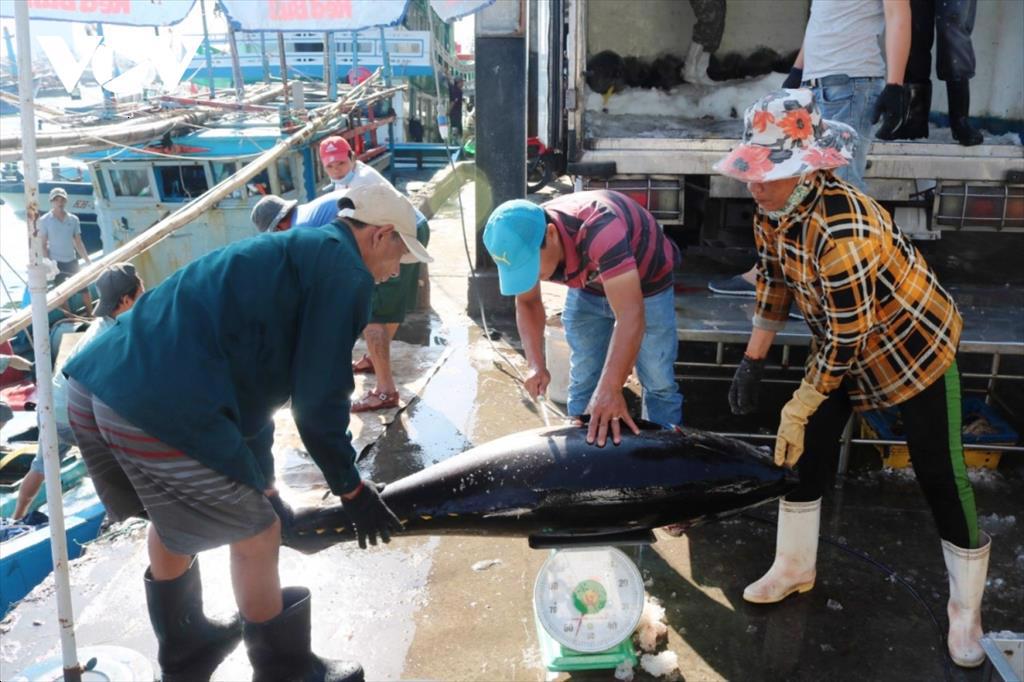 Sản lượng cá ngừ đại dương sụt giảm