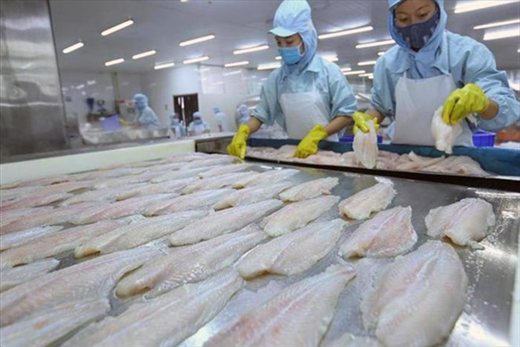 How to help pangasius maintain the increase in export?