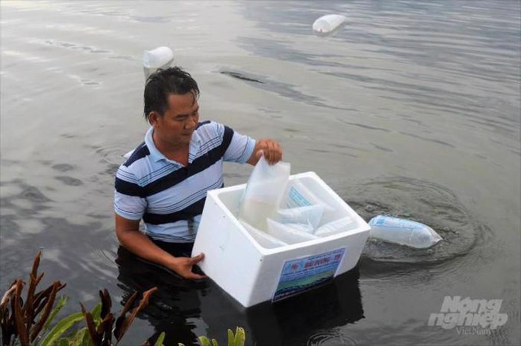 Tôm nuôi nước lợ đầu vụ nhiều thuận lợi