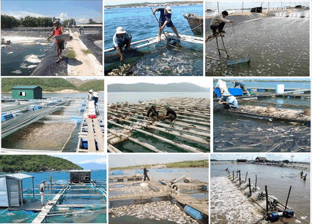 Những khó khăn còn tồn tại của của ngành khai thác thủy sản