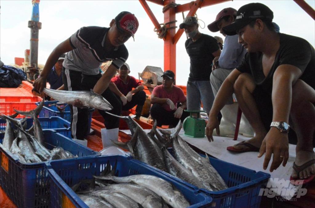 Siết chặt quản lý tàu cá quyết tâm khắc phục thẻ vàng