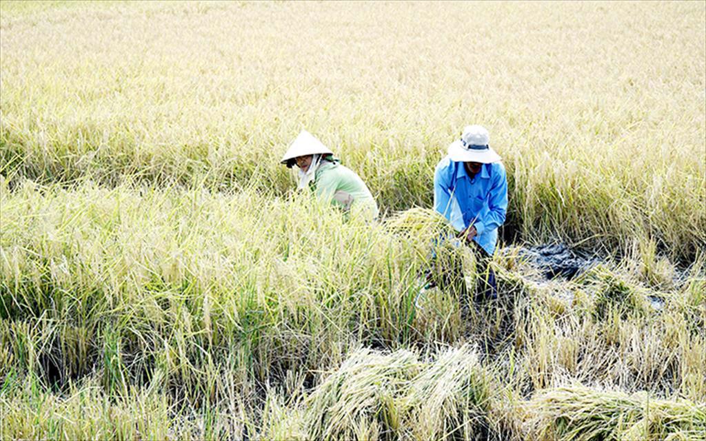 Lúa thơm - tôm sạch ở Sóc Trăng