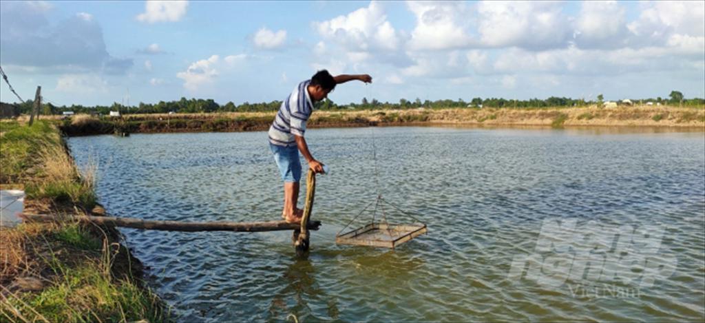 Sóc Trăng: Hơn 51.000 ha tôm nước lợ sẽ được thả nuôi vào năm 2021