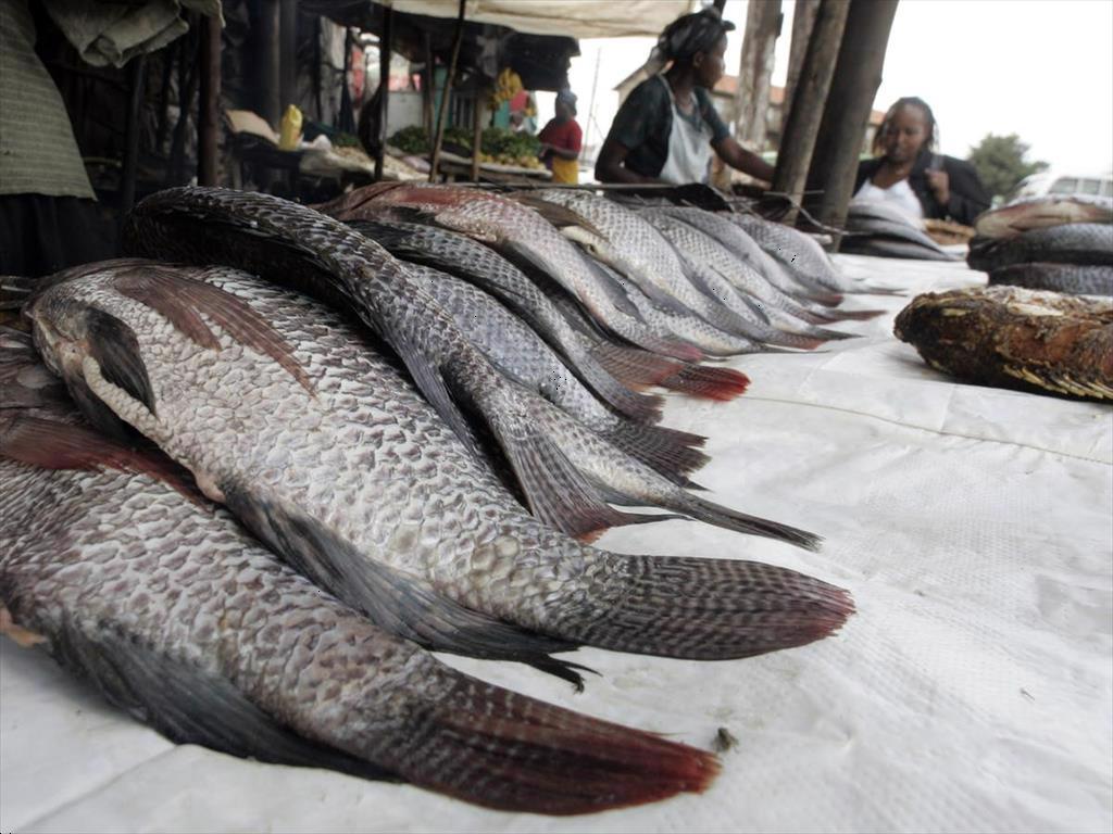 Riverbanks Fish Farms (Tanzania) tìm đối tác hợp tác về thủy sản