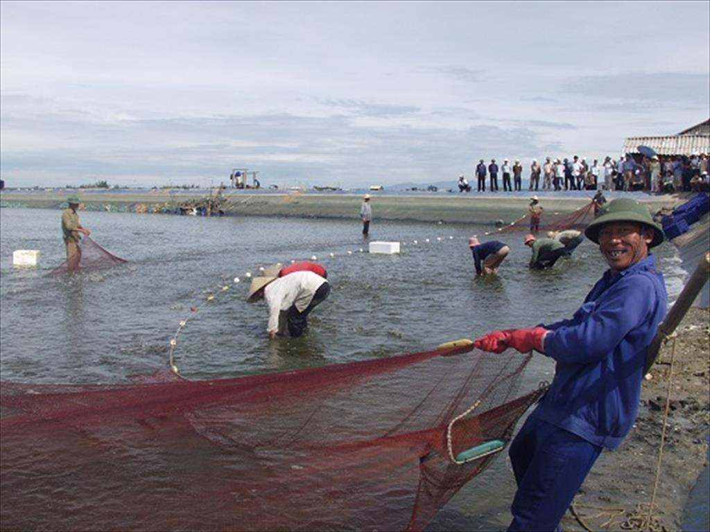 Vietnam to become world’s key shrimp producer