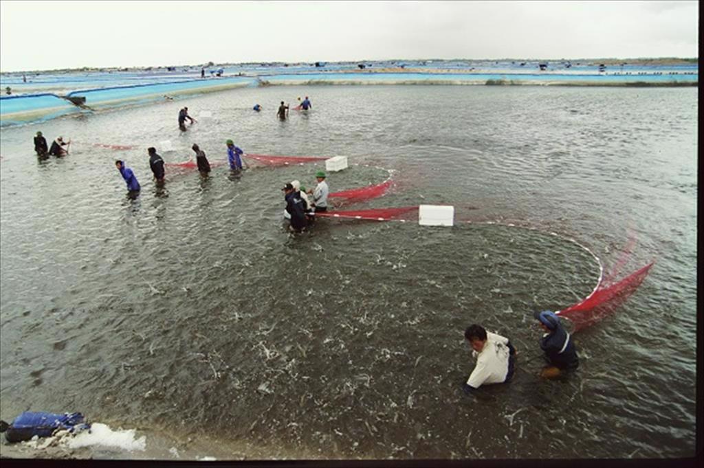 Ca Mau moves to expand world-standard shrimp farming