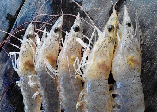 Giá tôm chân trắng Indonesia giảm nhẹ trong tuần 9/2021
