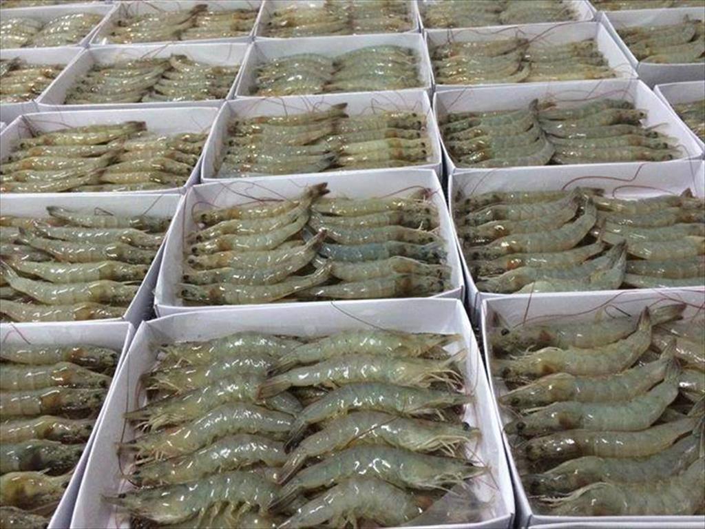 Xuất khẩu tôm Ấn Độ sang Mỹ tháng 1/2021 tiếp tục giảm