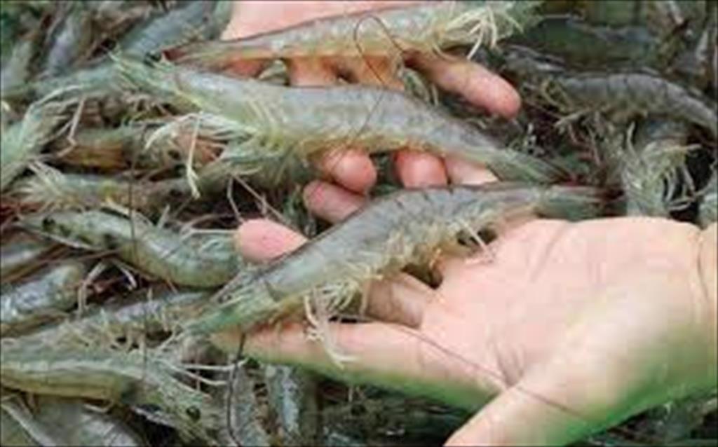 Năm 2021, khối lượng nhập khẩu tôm của Mỹ tiếp tục tăng 