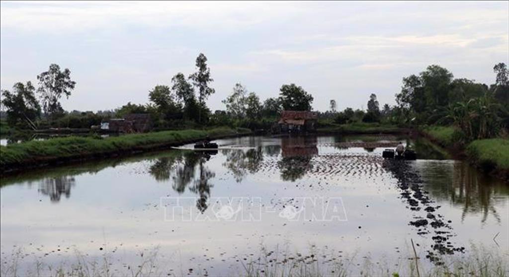 Nuôi tôm nước lợ theo hướng sản xuất an toàn