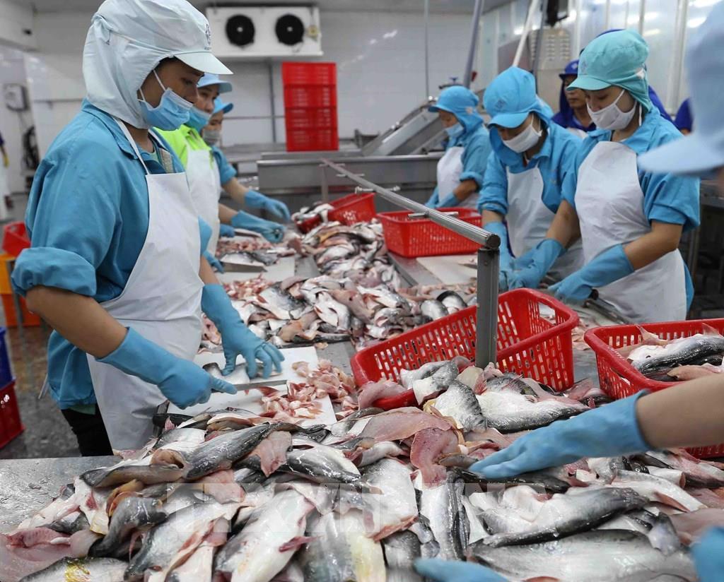 Quản lý chất lượng, kiểm soát dịch bệnh thủy sản đảm bảo xuất khẩu