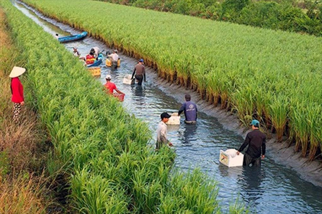 Con tôm ôm cây lúa: gợi ý cho bài toán xâm nhập mặn