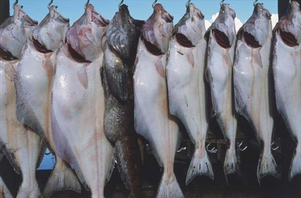 Giá cá bơn tại Mỹ tăng mạnh