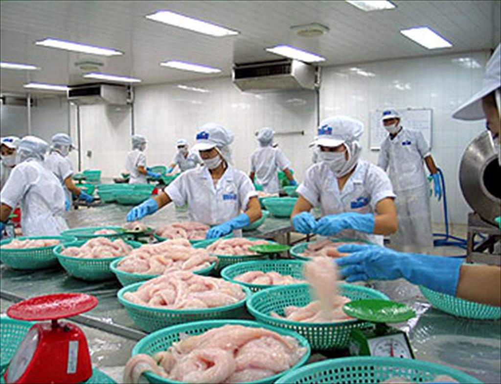 Pangasius exports to China affected by Covid pandemic