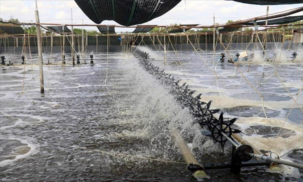 Bến Tre: Giá tôm thẻ chân trắng đầu vụ tăng cao, người nuôi phấn khởi