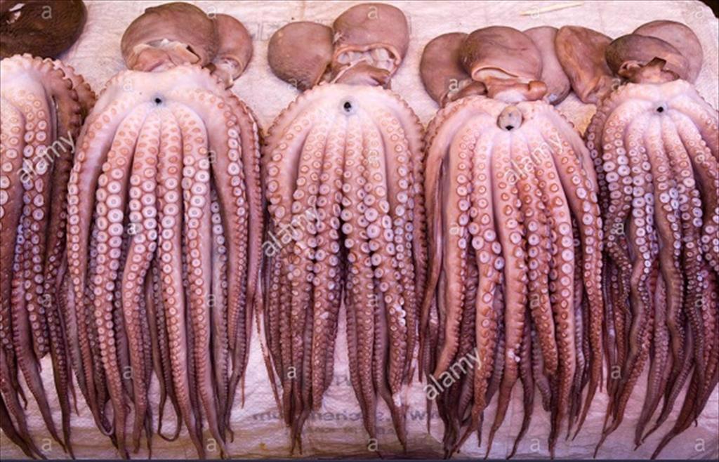 Hàn Quốc: Nhập khẩu bạch tuộc giảm mạnh