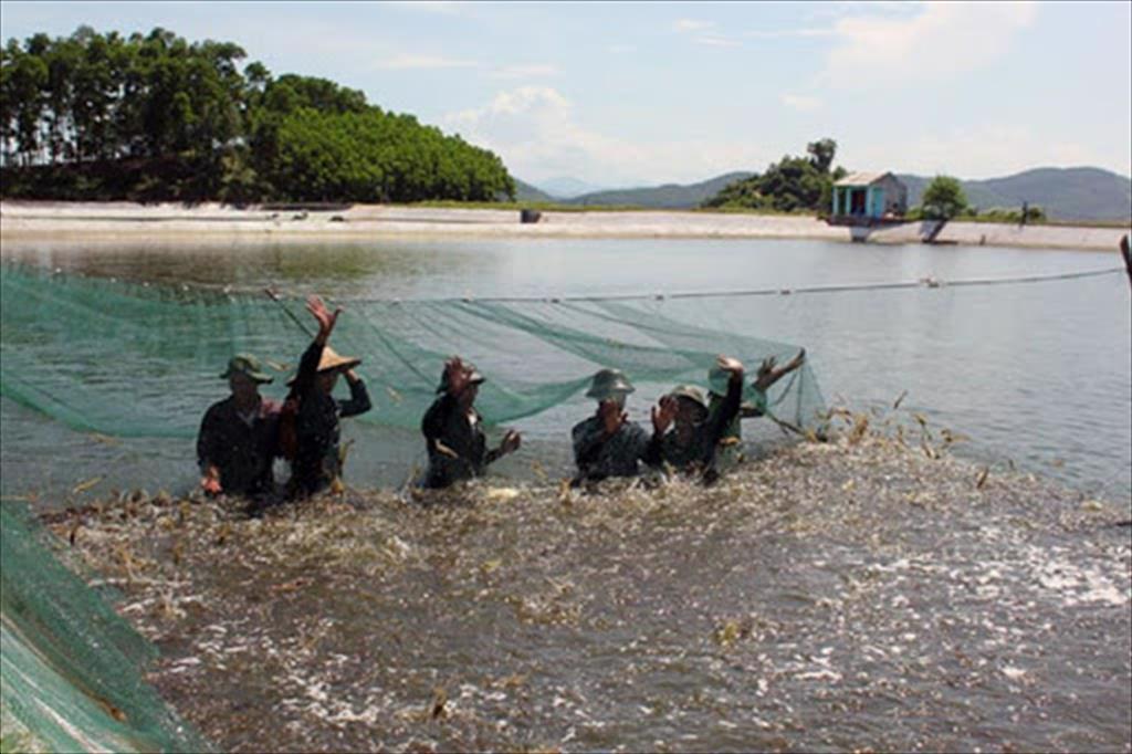 Tra Vinh province restructures fisheries in the direction of increasing added value 