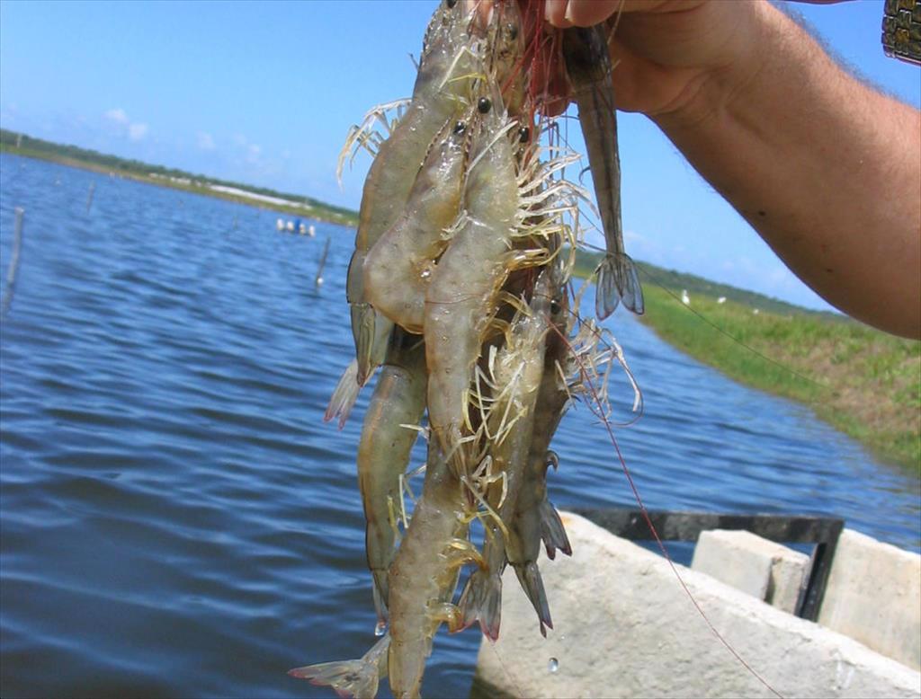 Ngành tôm Ấn Độ quan ngại vì phụ thuộc vào thị trường Mỹ