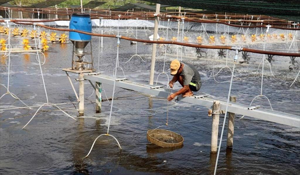 Kiên Giang: Nuôi tôm nước lợ theo hướng sản xuất an toàn, hiệu quả