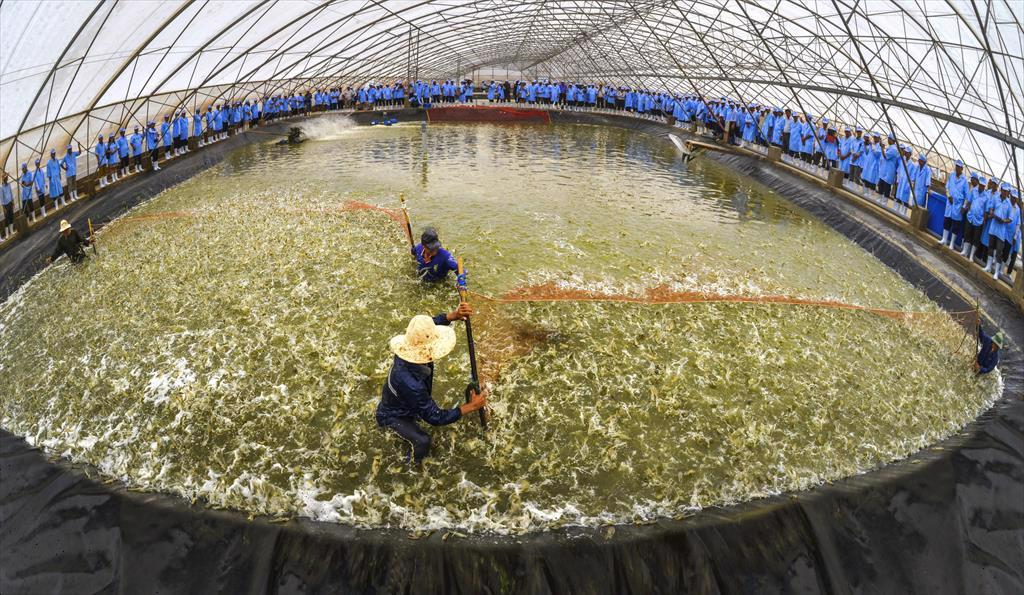 Bac Lieu strives to become national shrimp industry’s centre