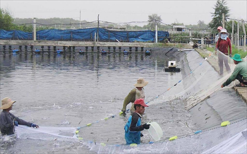 Thu hoạch 315 tấn tôm thẻ chân trắng vùng hạ lưu sông Bàn Thạch