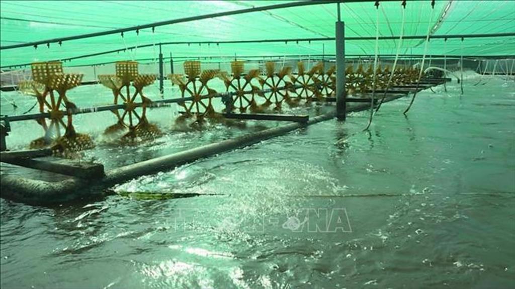 Xây dựng Bạc Liêu trở thành trung tâm công nghiệp tôm cả nước