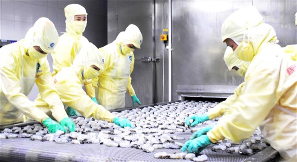 ĐBSCL: Xuất khẩu tôm vào thị trường châu Âu tăng mạnh