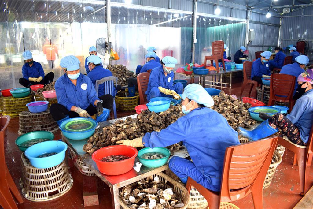 Nhiều giải pháp ổn định đầu ra cho hải sản ở Vân Đồn