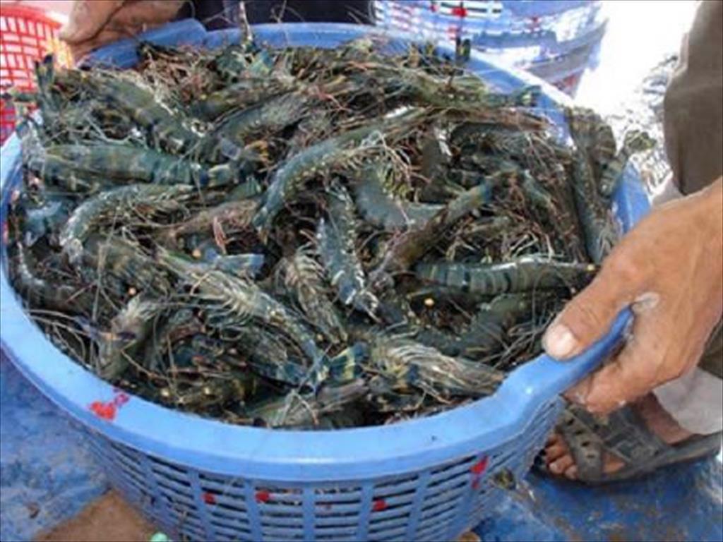Mekong Delta: Shrimp exports to the European market increased sharply