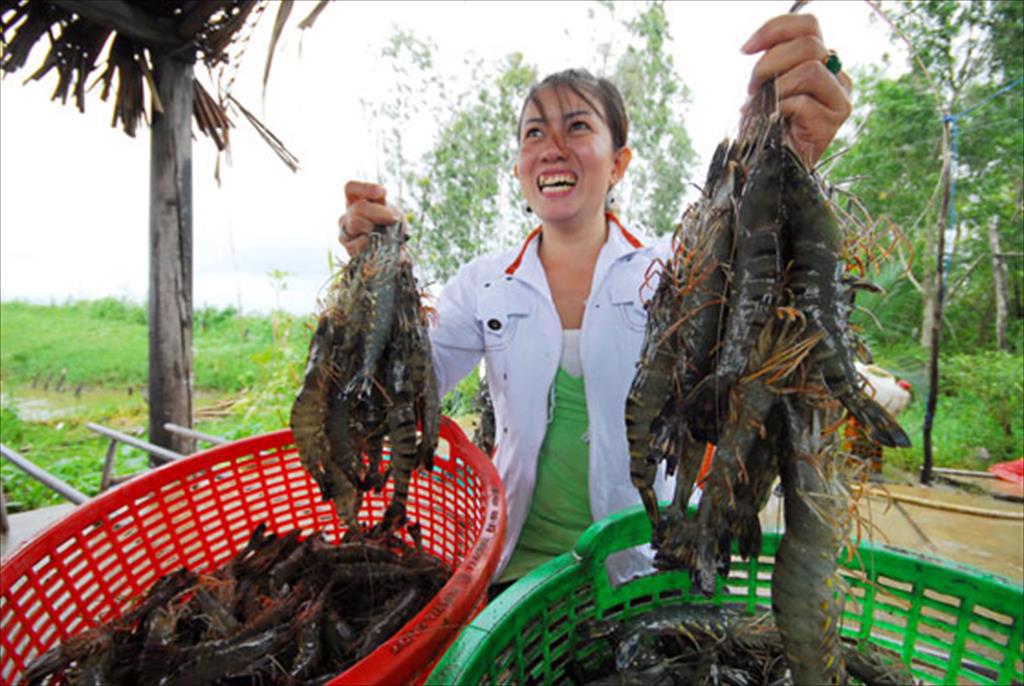 Gỡ thế khó cho tôm Việt