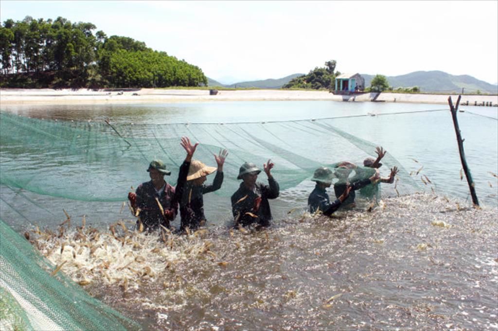 Super-intensive shrimp farming area in Ca Mau increased by nearly 20%