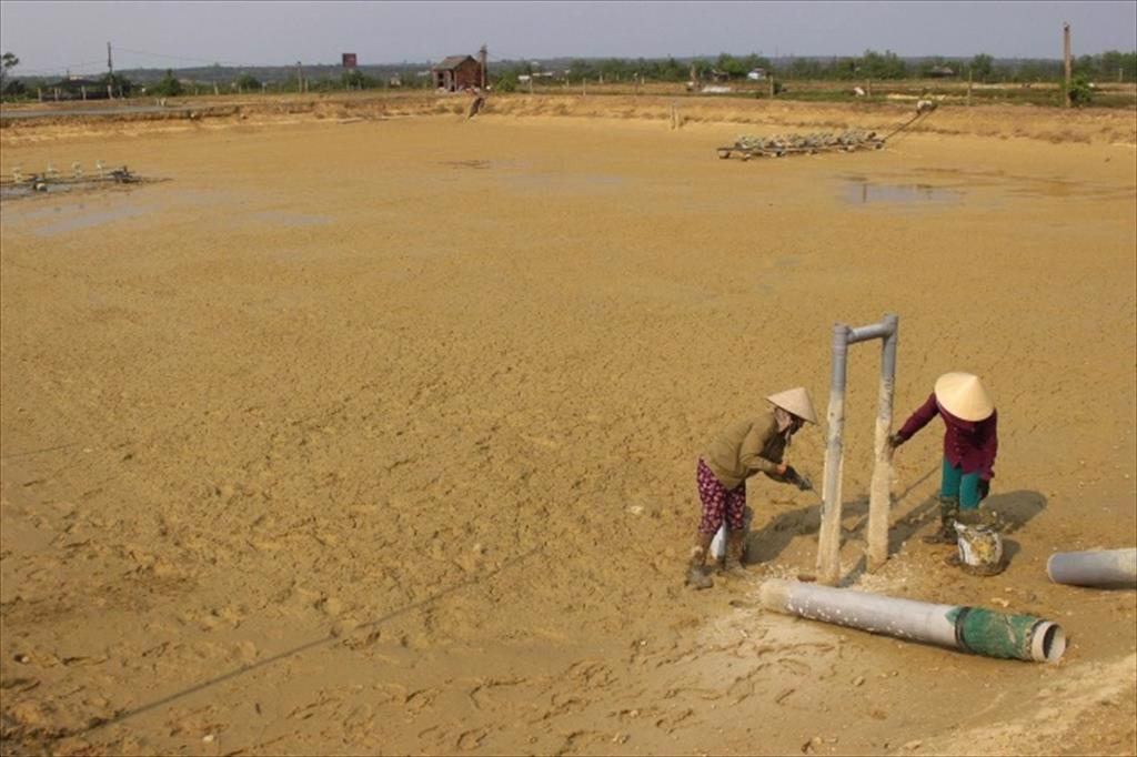 Quảng Trị sẵn sàng cho vụ tôm mới