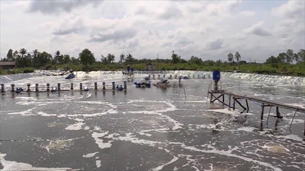 Cẩn trọng nuôi tôm thời điểm giao mùa