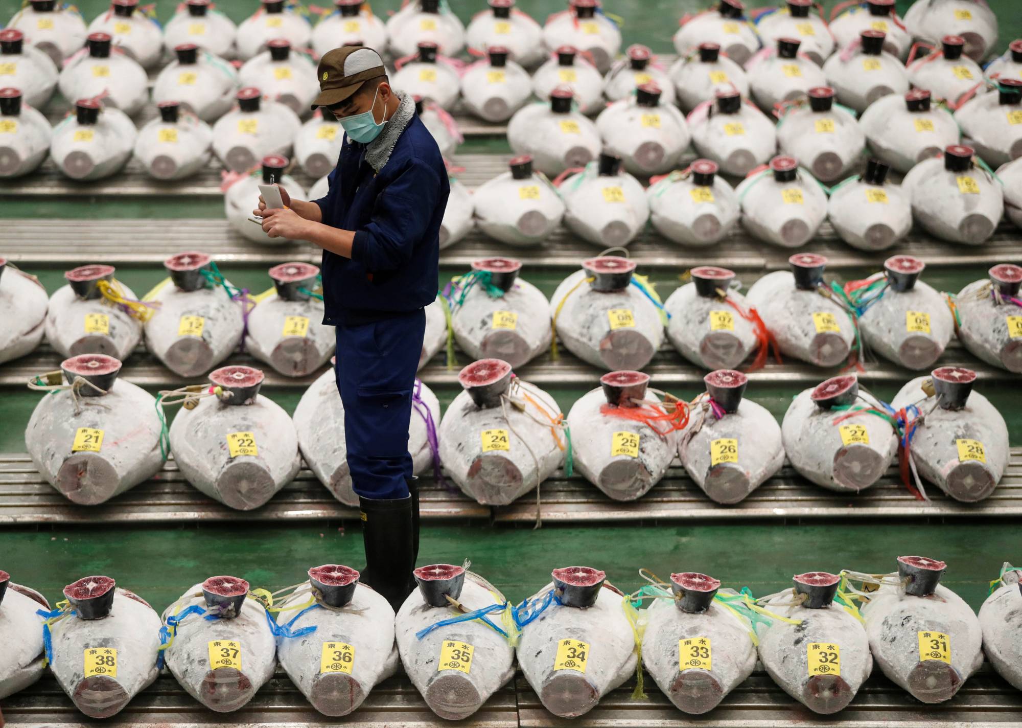 Thị trường cá ngừ Nhật Bản chưa thể phục hồi