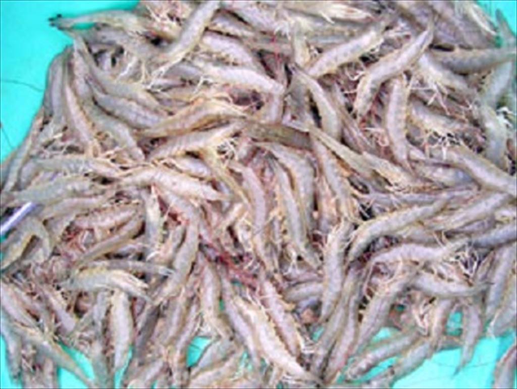 Ngành tôm toàn cầu lạc quan vào năm 2021