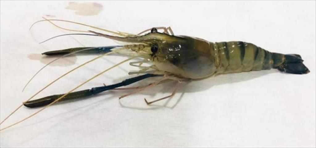 Bảo hộ chỉ dẫn địa lý “Bến Tre” cho sản phẩm tôm càng xanh