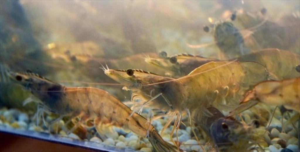 Chủ động tôm bố mẹ đến giống mới VUS Leader 21