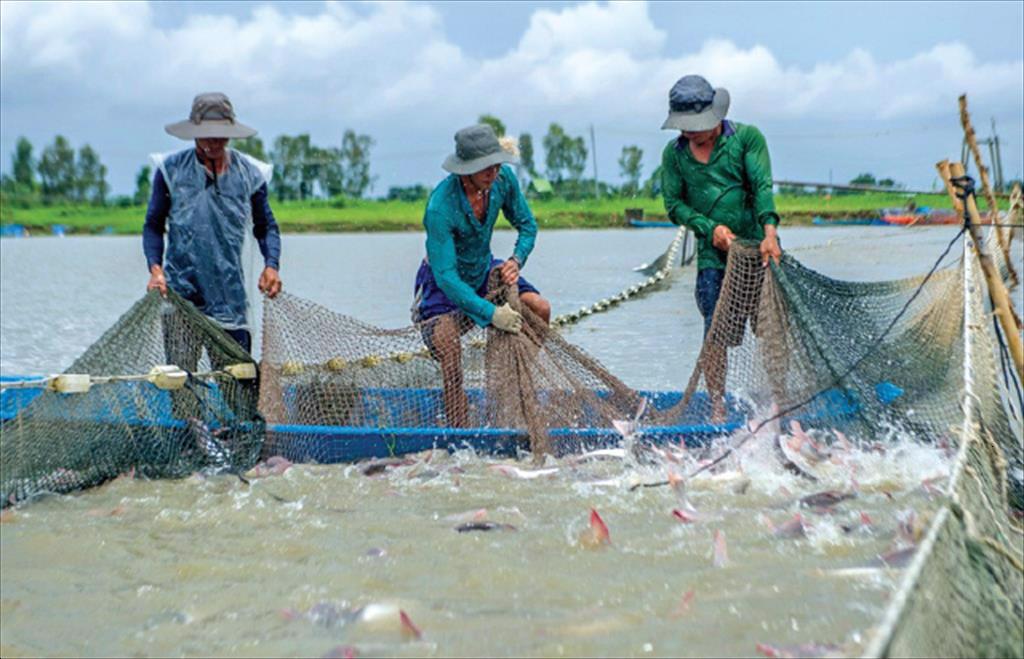 Raw pangasius price in Dong Thap province increased