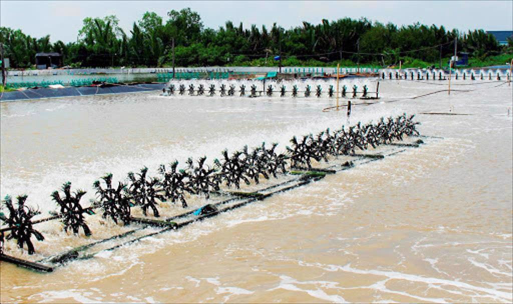 Long An province strives to achieve fishery  production of over 60,000 tons in 2021