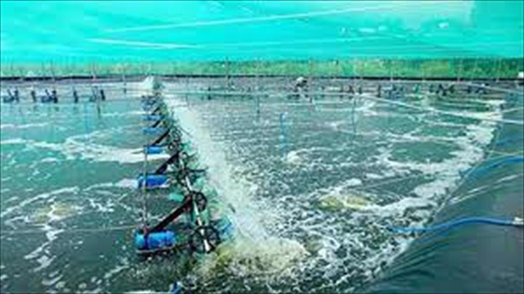 Binh Thuan province added new products, increasing seafood export turnover