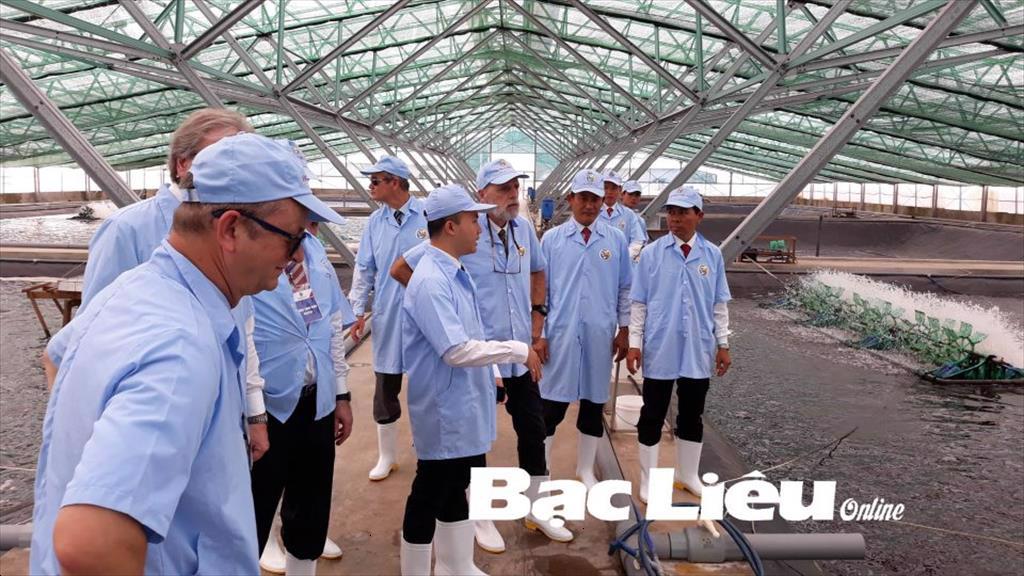 Phát triển các mô hình nuôi tôm công nghệ cao, tuần hoàn khép kín