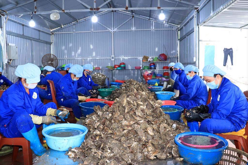 Vân Đồn (Quảng Ninh): Đẩy mạnh đầu tư cho chế biến hàu xuất khẩu