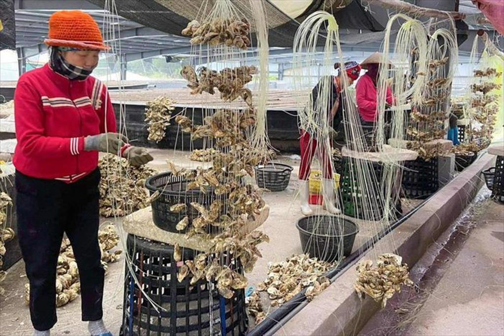 Để thương hiệu hàu Vân Đồn vươn ra biển lớn