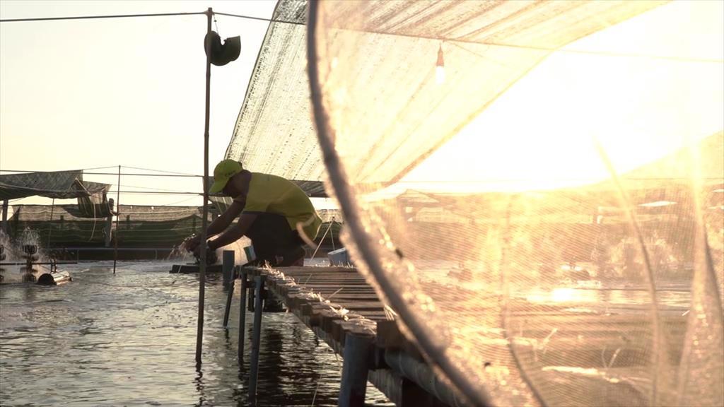 Hành trình giữ trọn vị tươi ngon nguyên bản của tôm Việt Nam đến thế giới