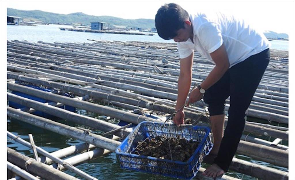 Sông Cầu (Phú Yên): Thành lập 61 tổ chức cộng đồng nuôi trồng thủy sản