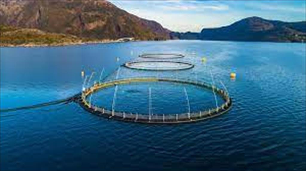 Doanh số thủy sản nuôi trồng ở EU giảm 17% do đại dịch