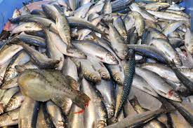 5 thách thức đối với ngành chế biến thủy sản châu Âu hậu COVID-19