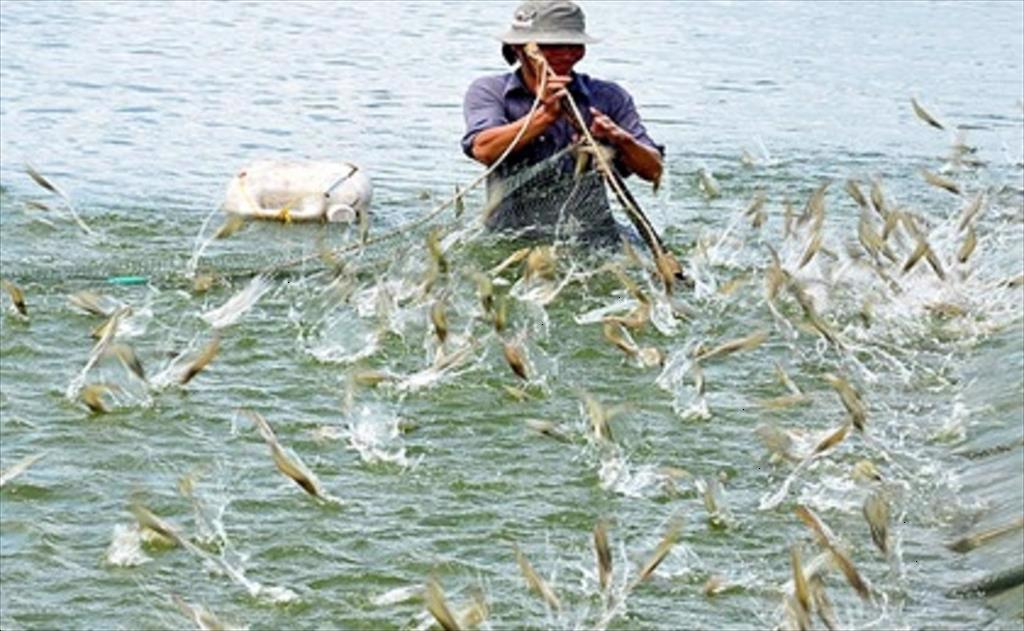Improve Ca Mau shrimp brand and boost export markets