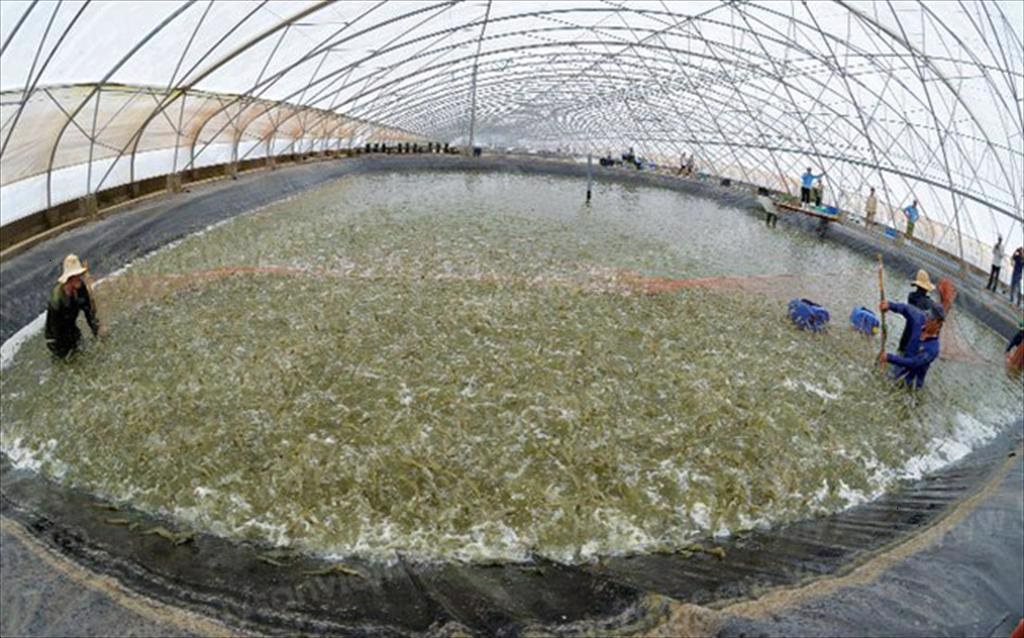 Developing high-tech, closed-loop shrimp farming models
